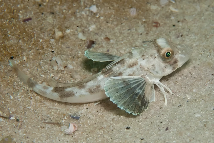 Рыбы вида Prionotus carolinus в ходе эволюции приобрели шесть конечностей, напоминающих ноги, и дегустируют добычу с помощью расположенных на них рецепторов. | Источник: Georgina Jones, CC BY-SA 4.0, via Wikimedia Commons