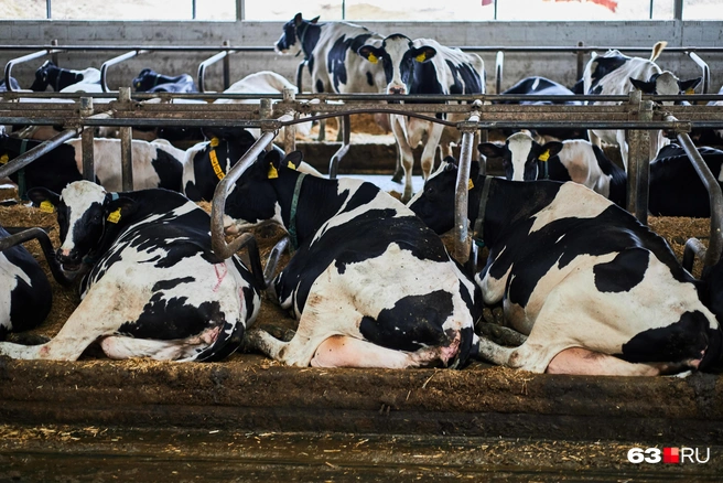 Источник: Роман Данилкин / 63.RU