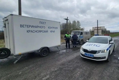 Посты на границе края из-за пастереллеза