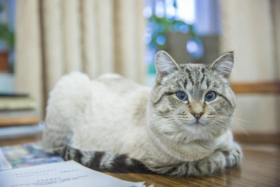 Cat vaccine loses chlamydia component, Novosibirsk vet warns