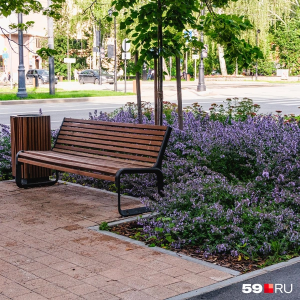 Котовник Фассена на обочине Сибирской | Источник: Тимофей Калмаков / 59.RU