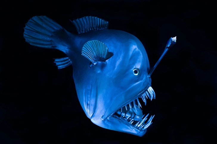 Удильщик Джонсона (Melanocetus johnsonii) | Источник: Helmut Corneli via Legion Media