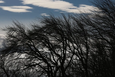 В Костромской области ожидается сильный ветер