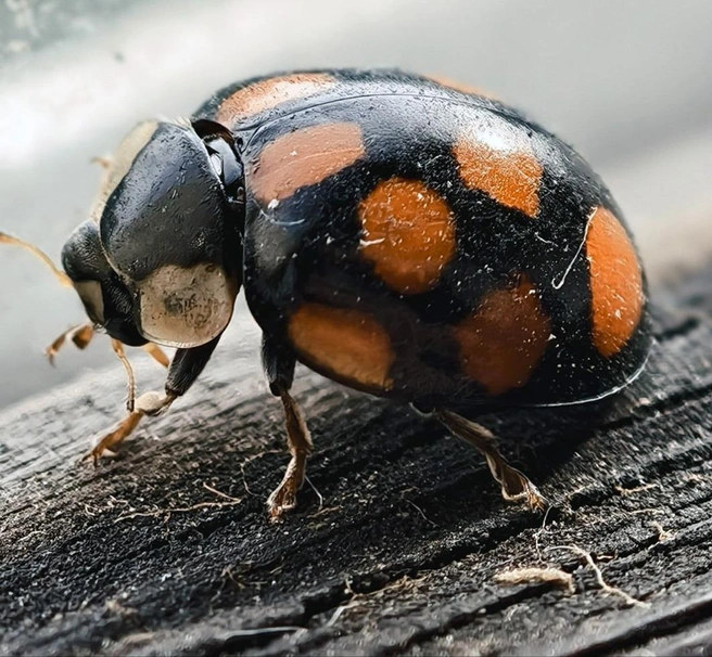 В последние дни сентября отмечается массовое скопление божьих коровок | Источник: kuzrab.ru