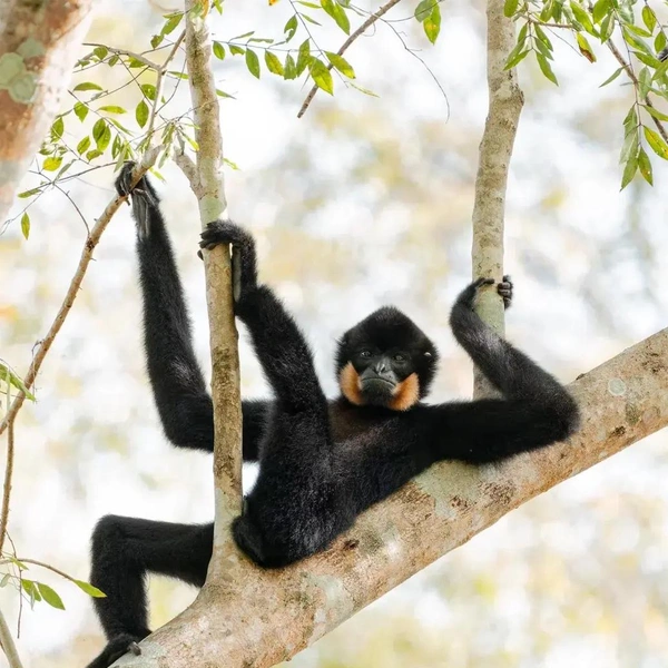 Источник: Nikon Comedy Wildlife Awards