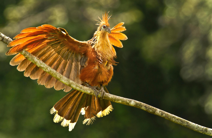 Гоацин — птичка странная: как живет один из самых удивительных обитателей Южной Америки