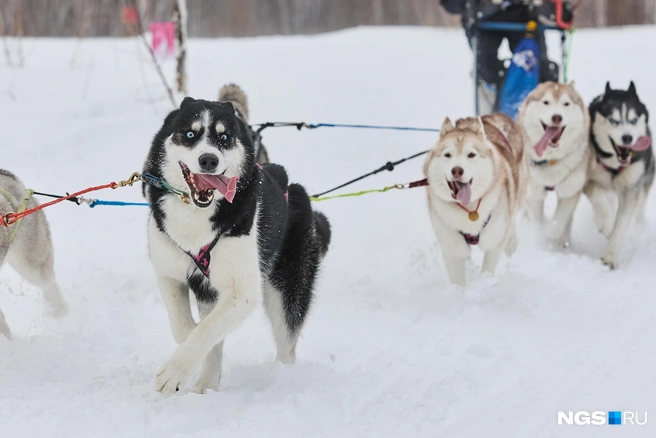 Собак готовят к таким забегам | Источник: Александр Ощепков / NGS.RU