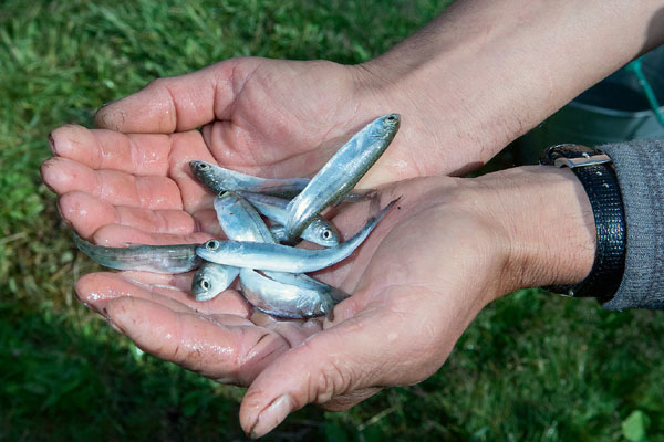 Вечное возвращение: удивительные факты из жизни лососей