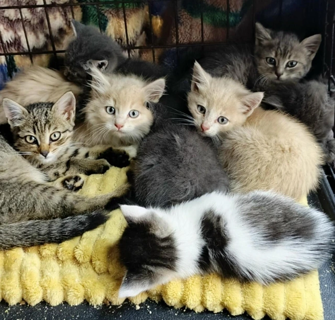 Котят подселили к другому выводку, все они в поисках дома | Источник: Татьяна Алиева / ВКонтакте