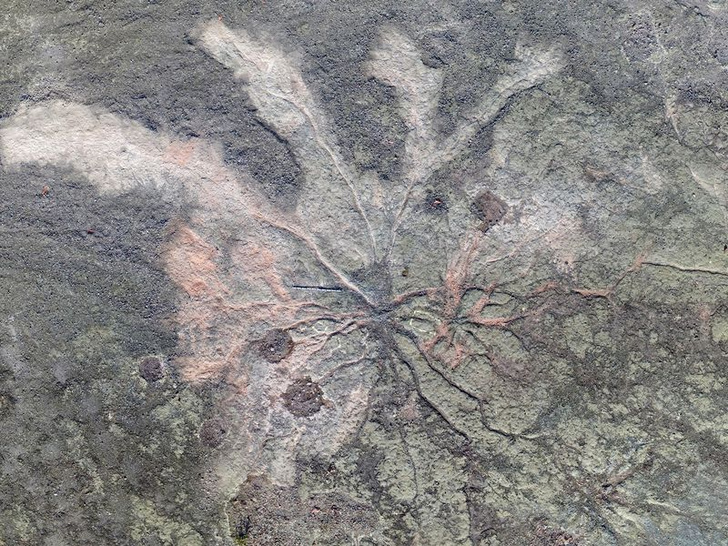 Ученые нашли древнейший в мире лес