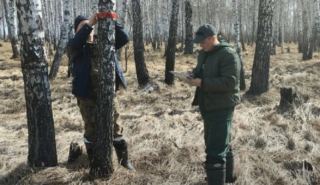Территорию обработают наземным способом с применением биологического препарата, безопасного для окружающей среды | Источник: телеграм-канал Александра Моора / T.me