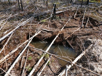 Источник: А. Е. Волков / Керженский заповедник