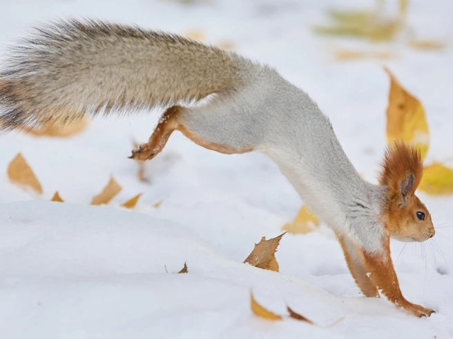 Несмотря на быстроту белок, фотограф смог запечатлеть прыжок | Источник: Александр Ощепков