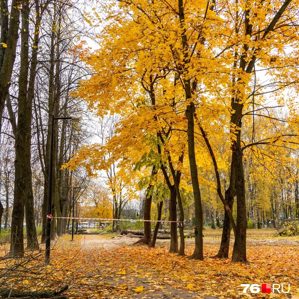 Вместе с голыми деревьями стоят полностью желтые | Источник: Кирилл Поверинов / 76.RU