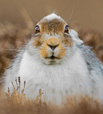 Не косой и не трус: как заяц-беляк опровергает стереотипы о себе