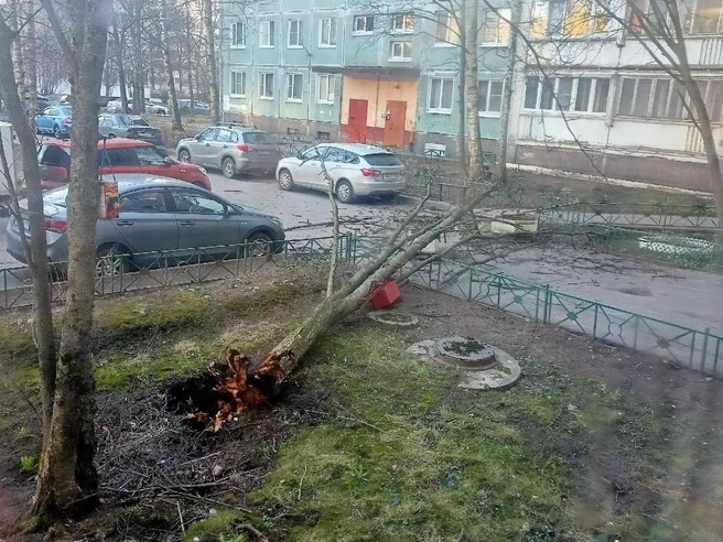 Упавшее дерево на Сиреневом бульваре перекрыло проход во дворе. | Источник: ДТП и ЧП | Санкт-Петербург | Питер Онлайн | СПб