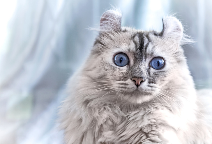 Самые необычные породы кошек: 15 фото