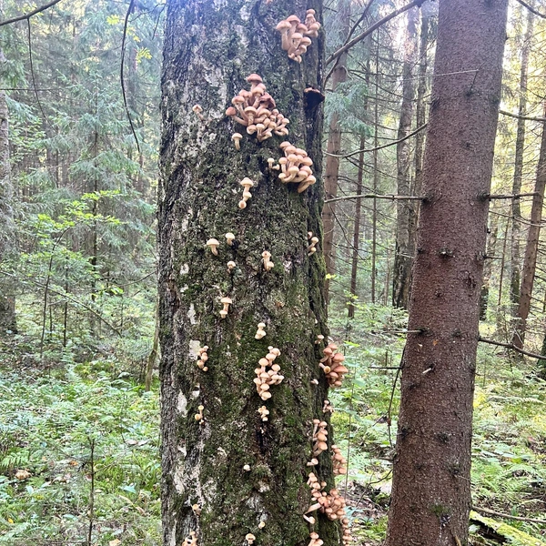 Источник: «Грибы и Грибники Подмосковья» / vk.com