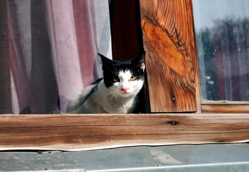 А в окнах полно наблюдателей | Источник: Анастасия Революционная