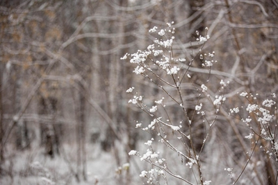 Погода в Воронежской области на выходные: снег и мороз