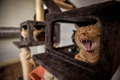 Зачем кошки стрекочут: 10 вопросов для котоманов