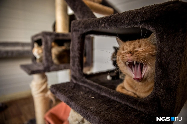 Коты бывают суровыми на вид, но очень ласковыми в душе | Источник: Александр Ощепков / NGS.RU