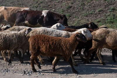 Rostov sheep farming shifts to meat production