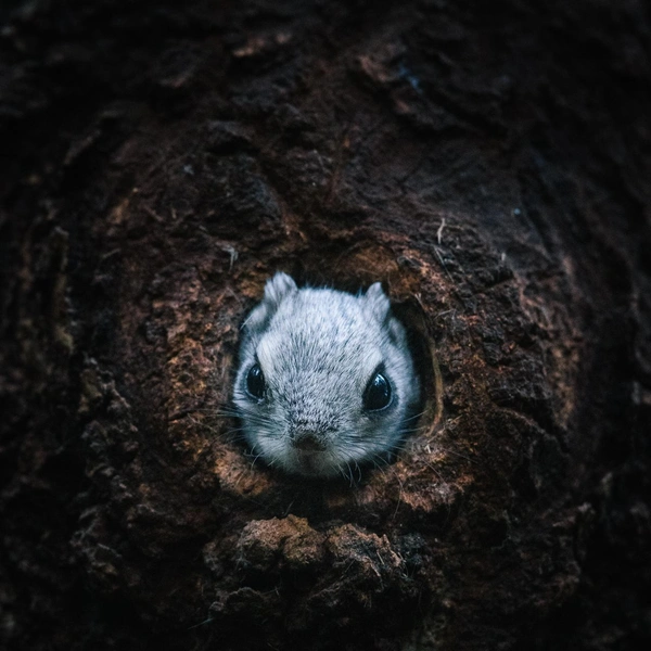 Источник: Tuomas Heinonen / Vuoden Luontokuva 2025