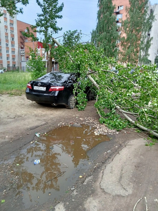 Деревья падают от сильного ветра  | Источник: ПОДСЛУШАНО в ЯРОСЛАВЛЕ! / Vk.com 
