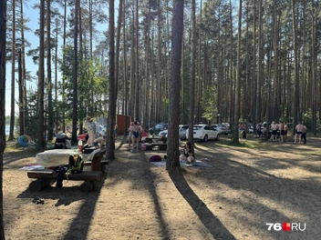 Кто-то спрятался от солнышка в тени деревьев | Источник: читательница 76.RU