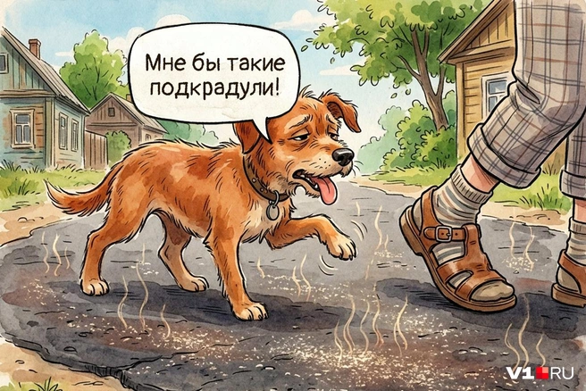 Животные даже готовы на сандалии с носками, лишь бы не ходить по горячему асфальту | Источник: Полина Авдошина / Городские медиа