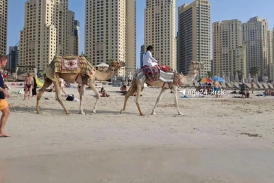 Милонов предложил карантин для эскортниц в Красноярском крае