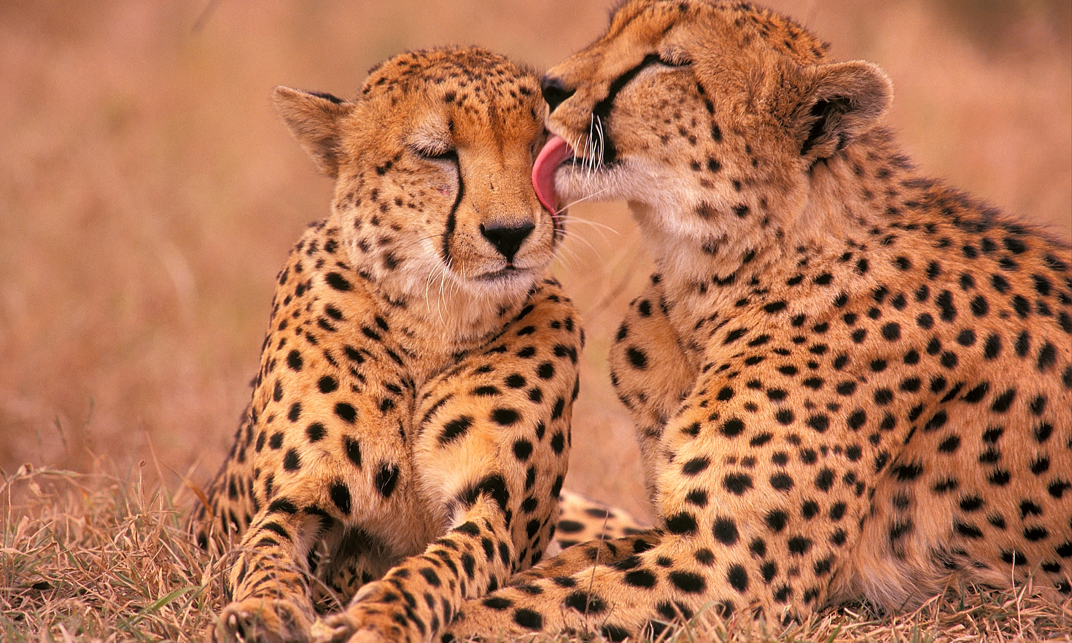 Милота дня: крошечные детеныши гепарда катаются верхом на маме 