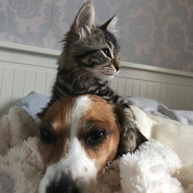 Источник: comedypetphoto_awards / Instagram.com (экстремистская организация, деятельность запрещена на территории РФ)