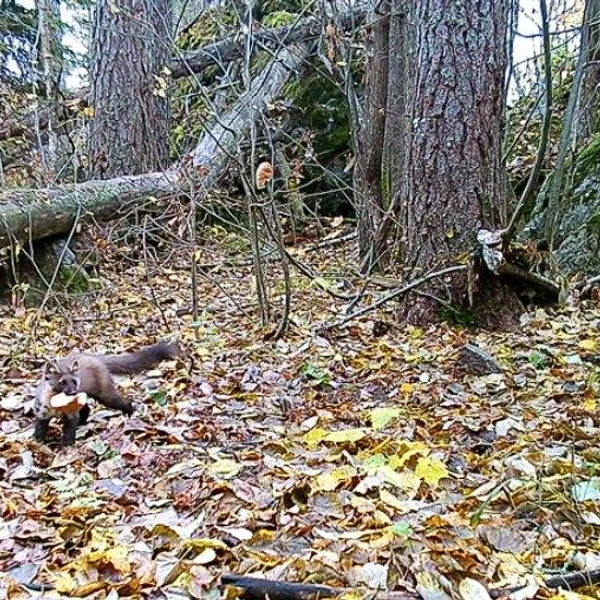 Источник: «Каждой твари по паре»