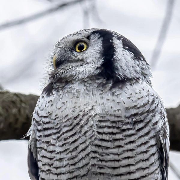 Источник: Антон Кубышкин / Птицы СПб и России 