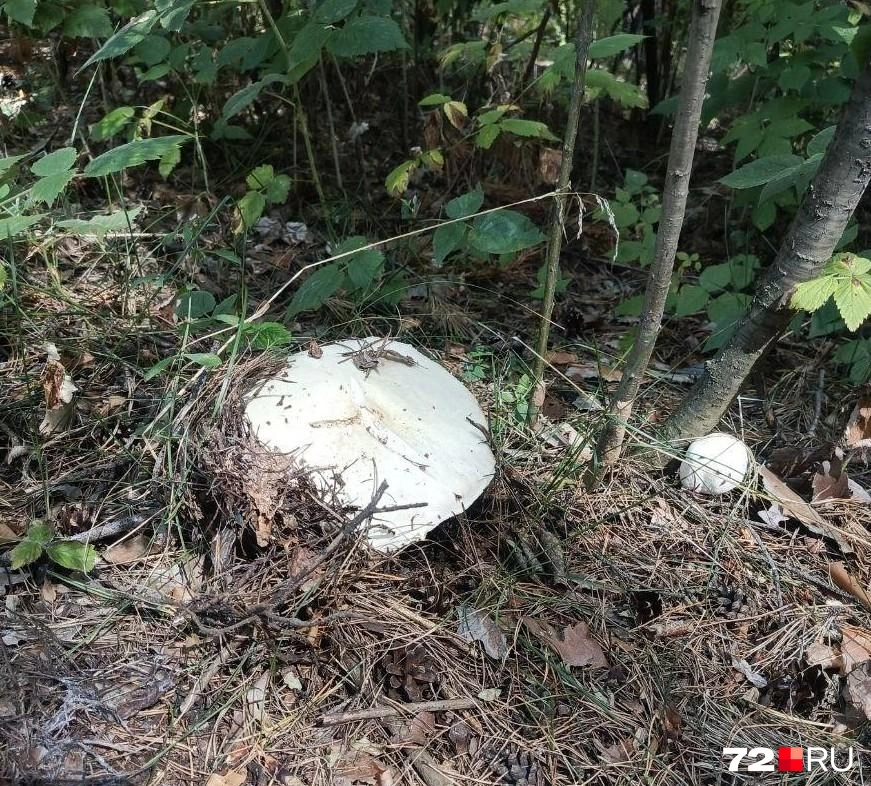 Встречали такие грибы? | Источник: читатель 72.RU