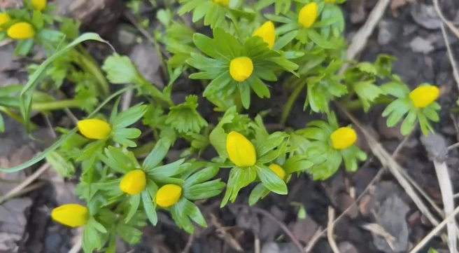 Источник: Ботанический сад Петра Великого. Санкт-Петербург