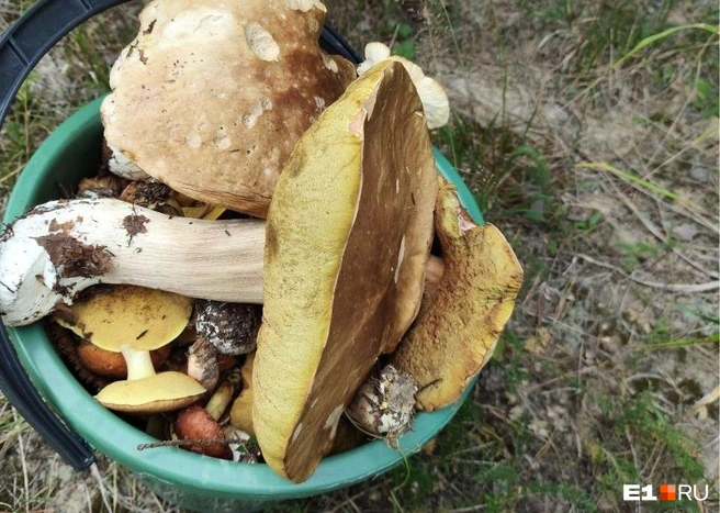 Размеры некоторых грибов впечатляют | Источник: читательница E1.RU Алёна