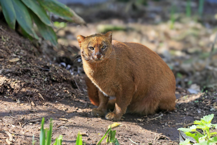 Самая неправильная кошка: почему ягуарунди опровергает многие законы своего племени