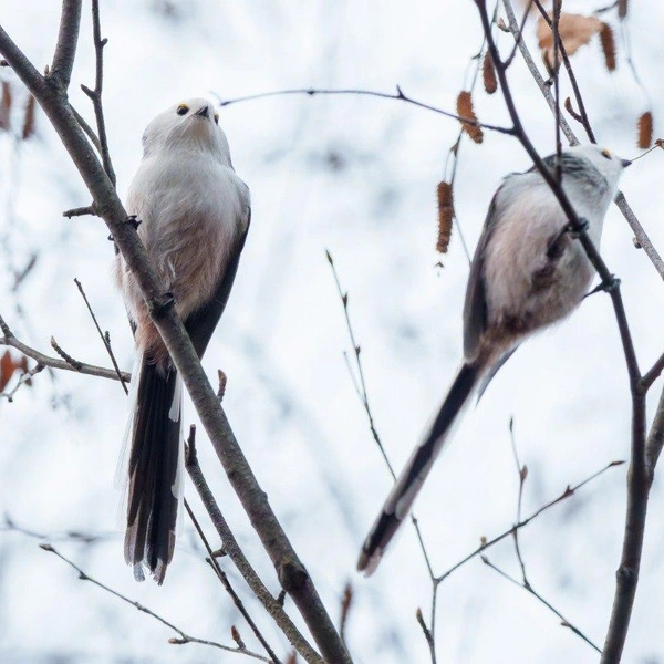 Источник: Станислав Крутоверцев / «Каждой твари по паре» 