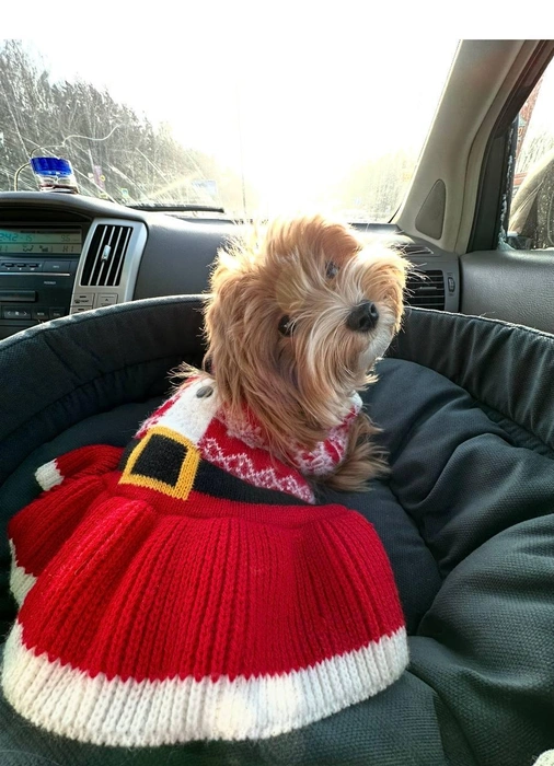 Собачка решила, что ей не стоит морозить свои лапки в снегу. Именно поэтому она продемонстрировала всем свое красивое платье, сидя в «Лексусе» | Источник: читательница НГС Марина