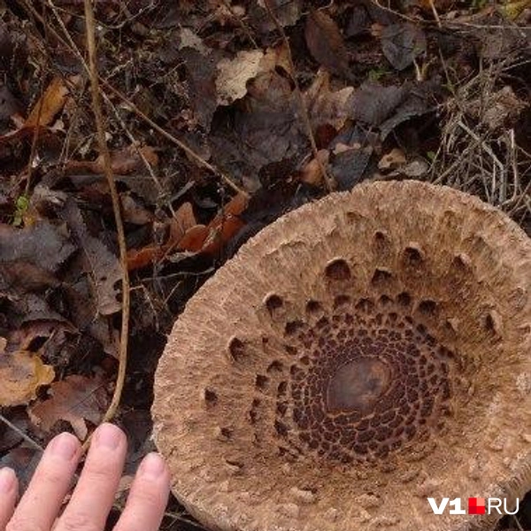 Источник: читатели V1.RU