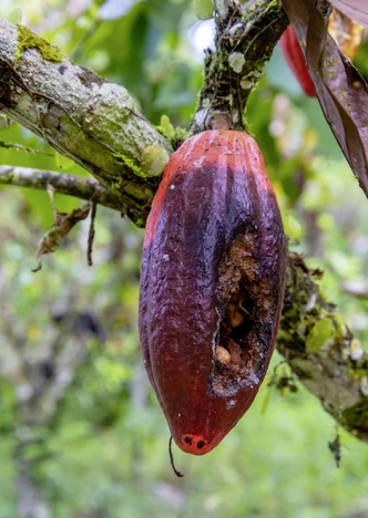 Плод какао, поврежденный грибком, распространению которого способствует изменение климата | Источник: Ramdan Nain / iStock