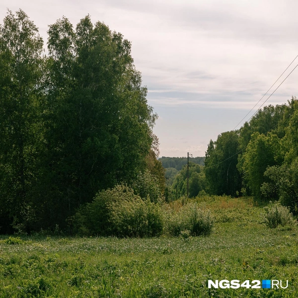 А за грибами давно ходили?  | Источник: Максим Серков / NGS42.RU