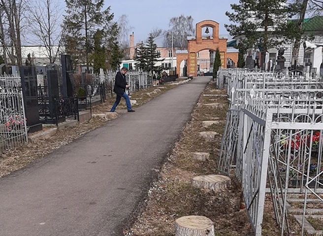 Рязанка попросила наказать ответственных за вырубку деревьев в Мемориальном парке | ya62.ru