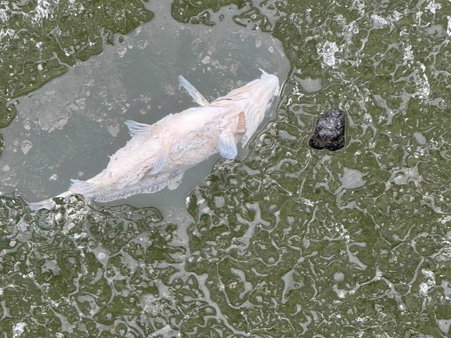 Тюменцы просят почистить озеро | Источник: Группа «ЧС Тюмень» / ВКонтакте