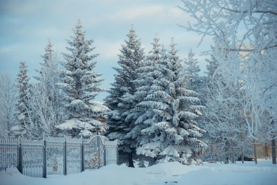 Данные об актировке в Югре не обновлены на Госуслугах 11 марта