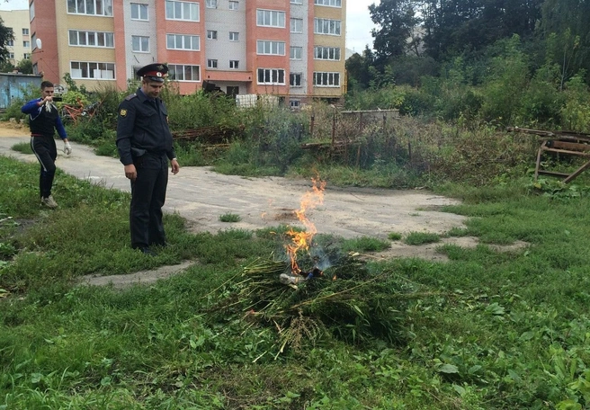 Дикорастущую коноплю на Грибоедова уничтожили | ya62.ru