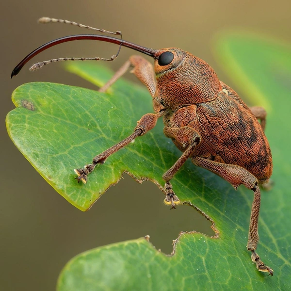 Финалист в номинации «Окружающая среда» | Источник: Matthew Thomas / Royal Entomological Society 2024 Photography Competition